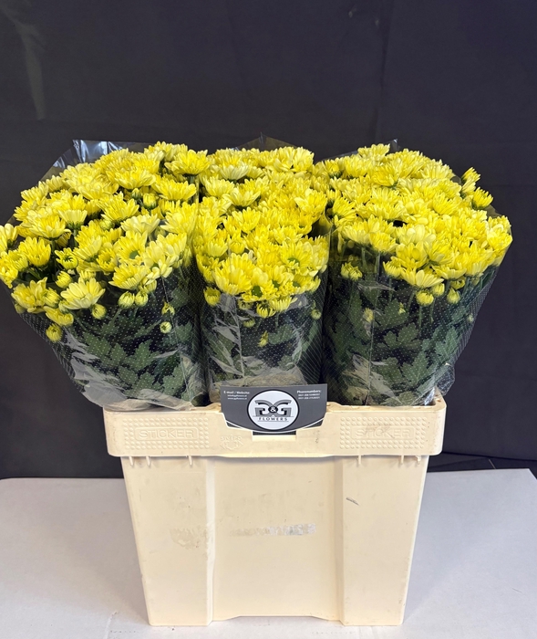 <h4>CHR T CHIC CREAM</h4>