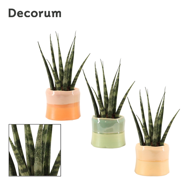 Sansevieria fernwood 6 cm in Evita (Craft world-collection)