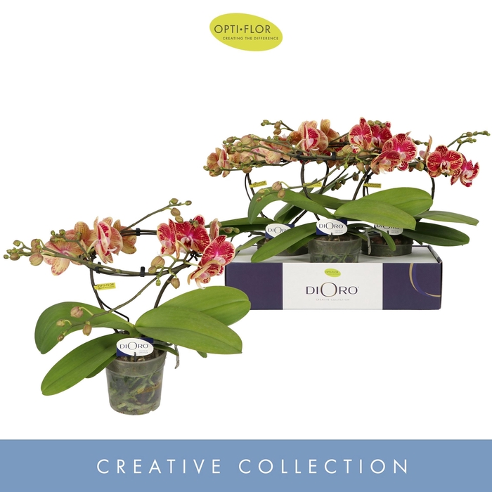 <h4>Phalaenopsis   ...</h4>