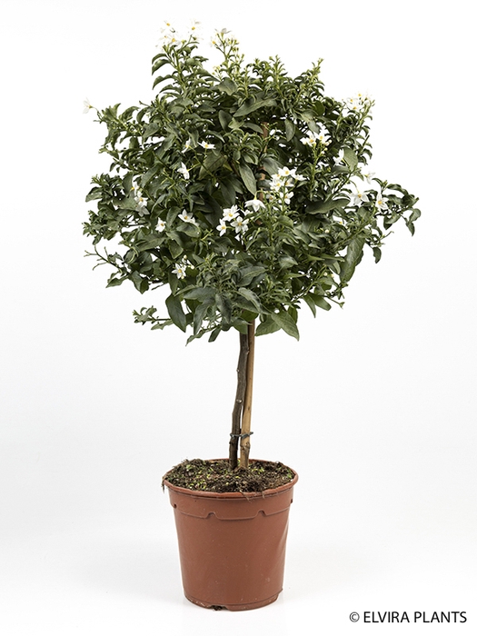 <h4>SOLANUM JASMINOIDES p17</h4>