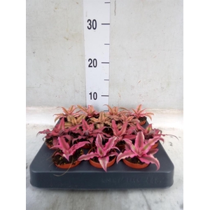 Cryptanthus   ...mix