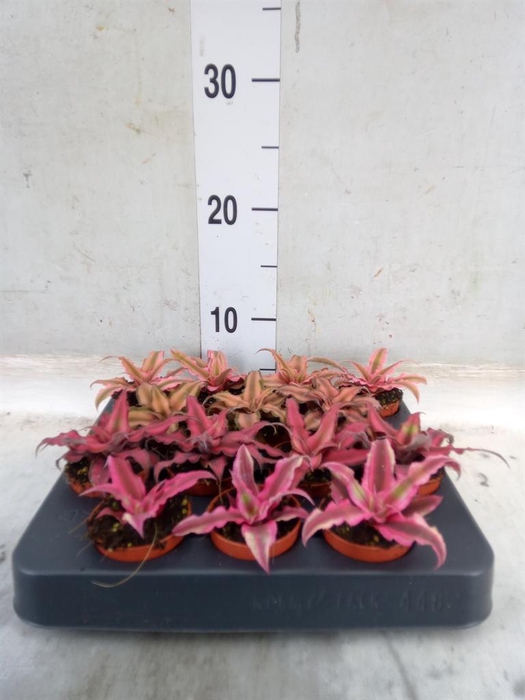 <h4>Cryptanthus   ...mix</h4>