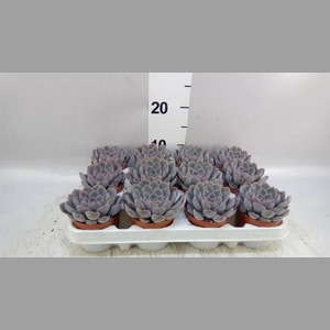 Echeveria  'Orion'
