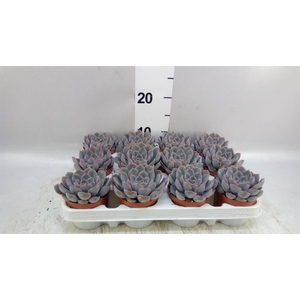 Echeveria  'Orion'