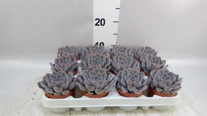 <h4>Echeveria  'Orion'</h4>