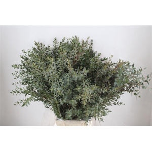 Euca Parvifolia 300gr P Bunch