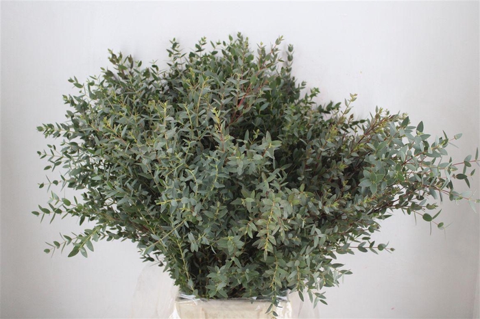 <h4>Euca Parvifolia 300gr P Bunch</h4>