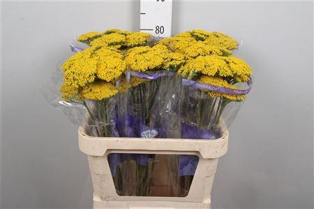 <h4>Achil F Parker Variety</h4>