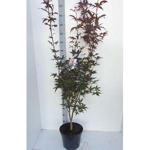 Acer palmatum Red Emperor