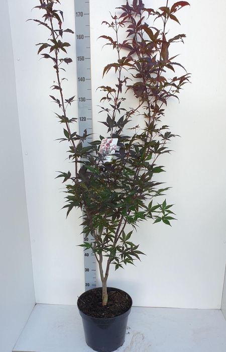 <h4>Acer palmatum Red Emperor</h4>