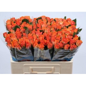 R GR ARANCIO@