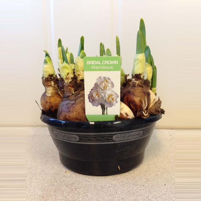 <h4>Narcis Bridal Crown zwarte schaal</h4>