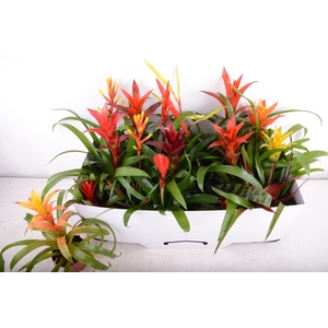 BROMELIA GEM 15 SRT