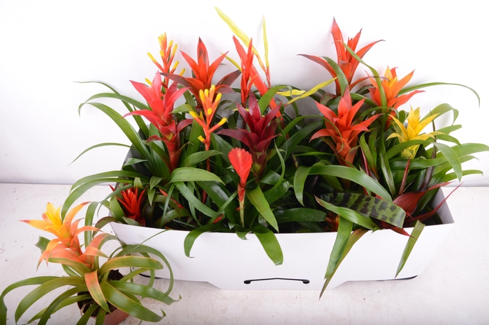 <h4>BROMELIA GEM 15 SRT</h4>