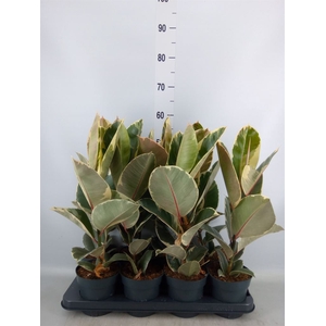 Ficus elastica 'Tineke'