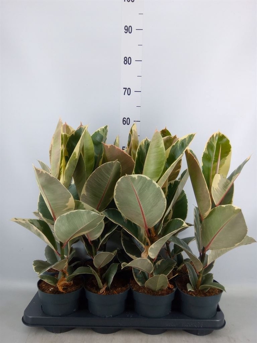 <h4>Ficus elastica 'Tineke'</h4>
