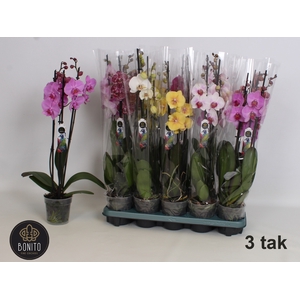 PHAL GEM 5 KL