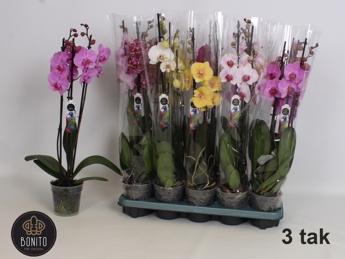 <h4>PHAL GEM 5 KL</h4>