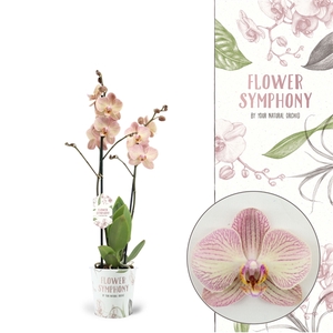 Flower Symphony | Varese | Phalaenopsis 2 spike