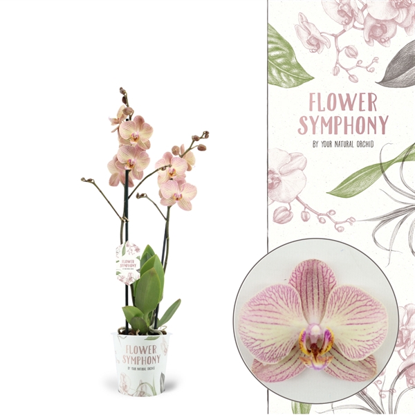 <h4>Flower Symphony | Varese | Phalaenopsis 2 spike</h4>