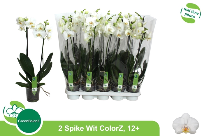 <h4>PHAL OV WIT</h4>