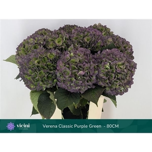 Hydr Purple Green Full Classic 80 cm Vicini