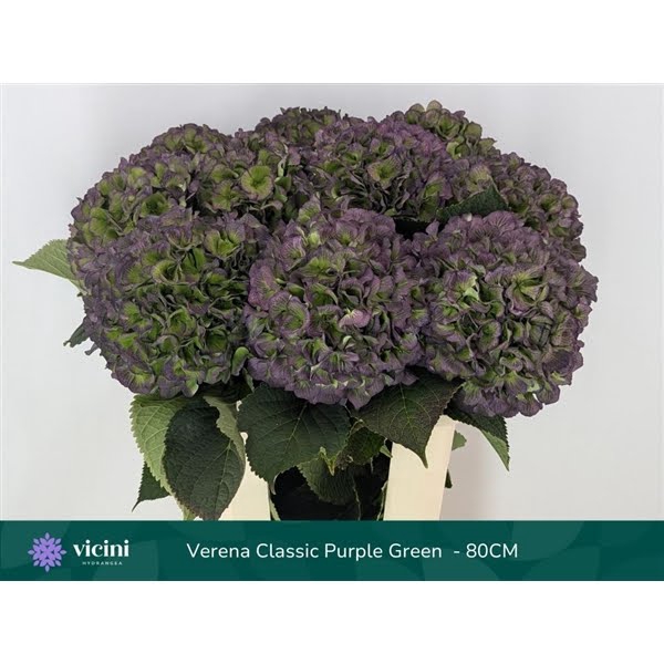 <h4>Hydr Purple Green Full Classic 80 cm Vicini</h4>