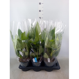 Philodendron  'Silver Queen'