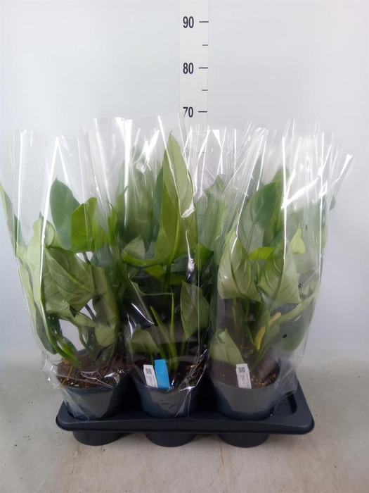 <h4>Philodendron 'Silver Queen'</h4>