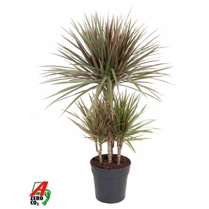 Dracaena marginata Bicolor
