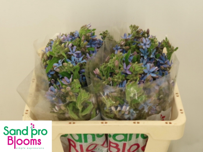 <h4>OXY CO TAN PURE BLU</h4>