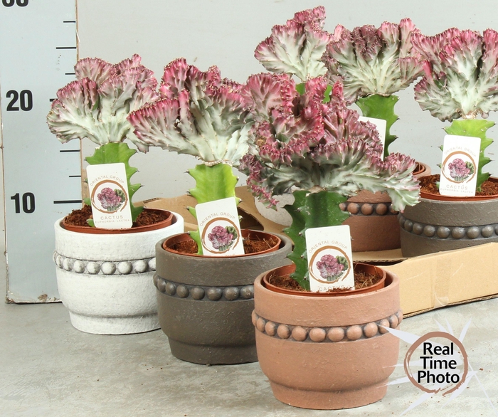 <h4>EUPHOR LAC CRISTATA</h4>