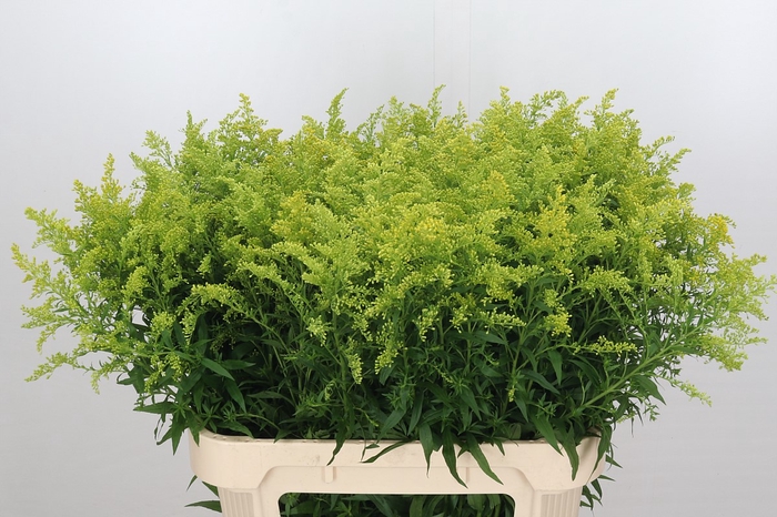 <h4>Solidago Tara</h4>