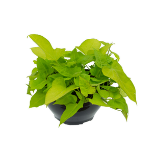 IPOMOEA LIME C21