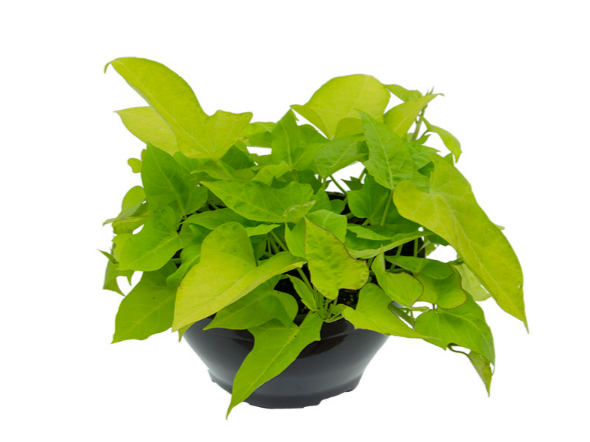 <h4>IPOMOEA LIME C21</h4>