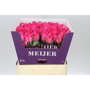 Rosa Gr Purple Star