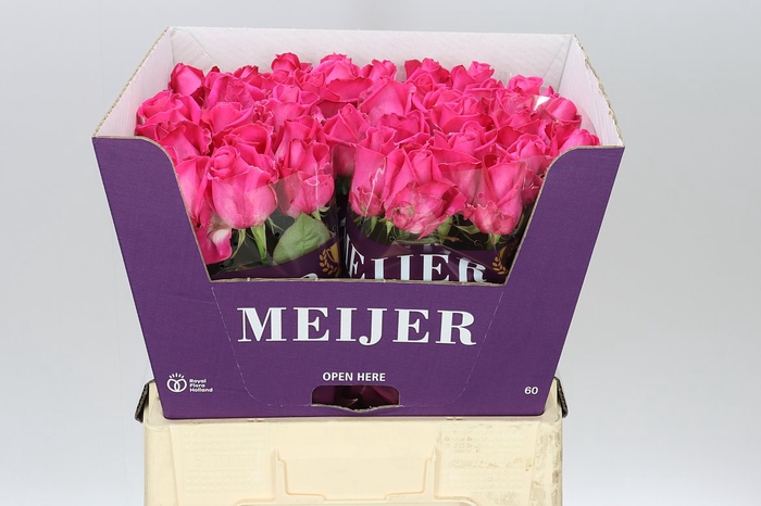 <h4>Rosa Gr Purple Star</h4>