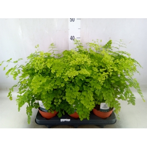 Adiantum raddi. 'Fragrans'