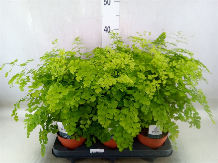<h4>Adiantum raddi. 'Fragrans'</h4>