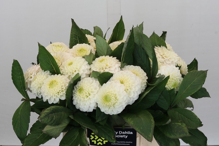 <h4>Dahlia Caro</h4>