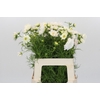 Cosmos White