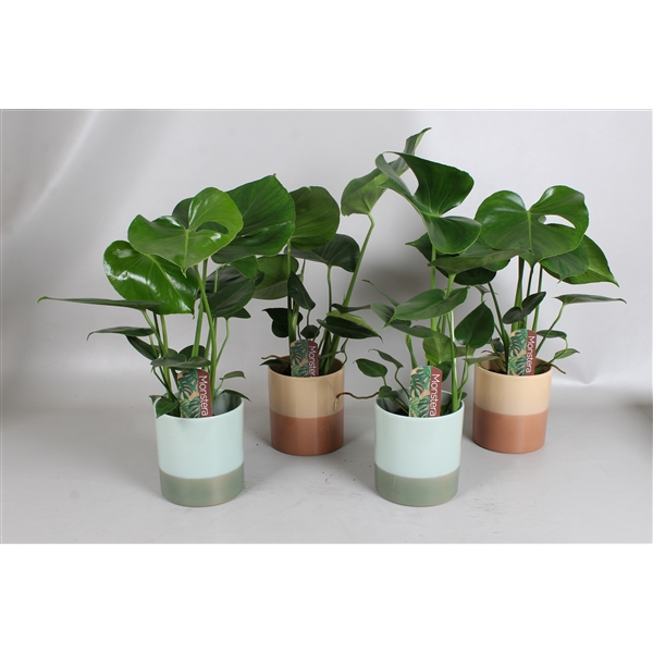 <h4>Monstera deliciosa in Dubai keramiek</h4>