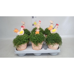 Soleirolia soleirolii   ...green