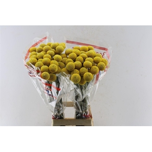 Craspedia Paintball Pop