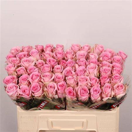 <h4>R Gr Jessika</h4>