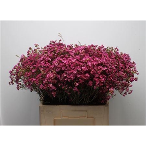 Chamelauc Early Purple