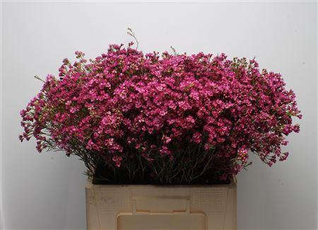 <h4>Chamelauc Early Purple</h4>