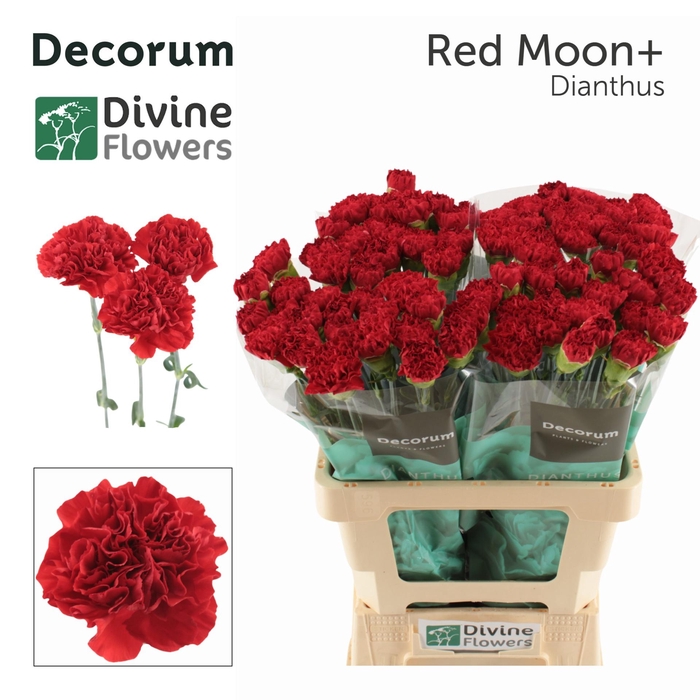 <h4>DI ST RED MOON+</h4>