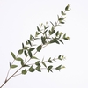 Ruscus Spray Green LV330117GRN