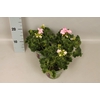 Pelargonium zonale Karen (Aquarello)